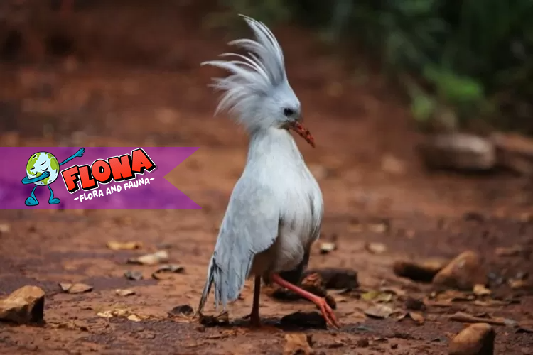 Burung Kagu: Fakta Menarik dan Keunikan Spesies Langka yang Wajib Anda Ketahui