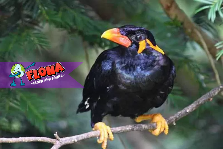 Beo Nias: Burung Endemik Sumatera Utara yang Pandai Bicara dan Kian Langka