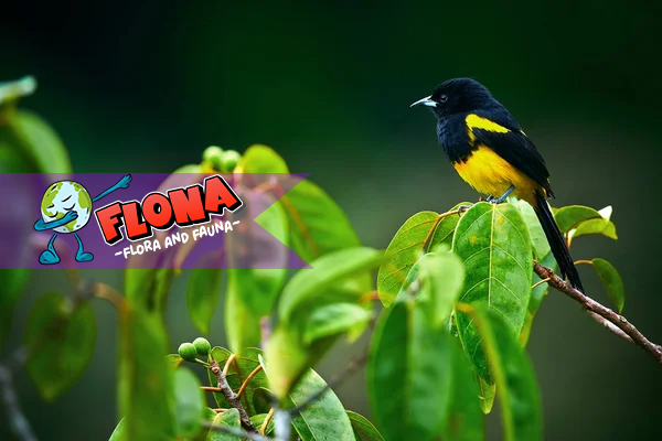 Burung Montserrat Oriole: Spesies Langka dengan Pesona Eksotis