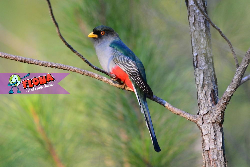 Burung Hispaniolan Trogon: Fakta Menarik, Habitat, dan Populasinya