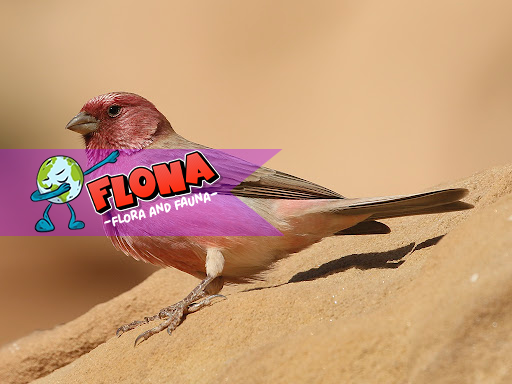 Sinai Rosefinch: Fakta Unik dan Habitat Burung Cantik dari Timur Tengah