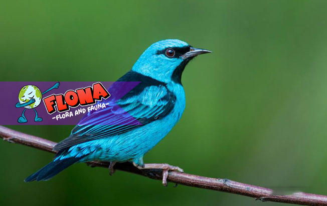 Burung Blue Dacnis: Keindahan dan Fakta Unik yang Wajib Kamu Tahu!