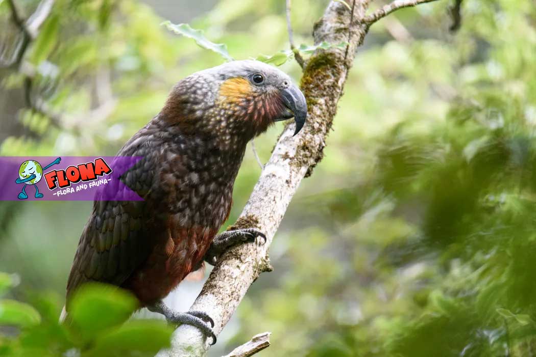 Burung South Island Kaka: Spesies Langka dengan Warna Menawan