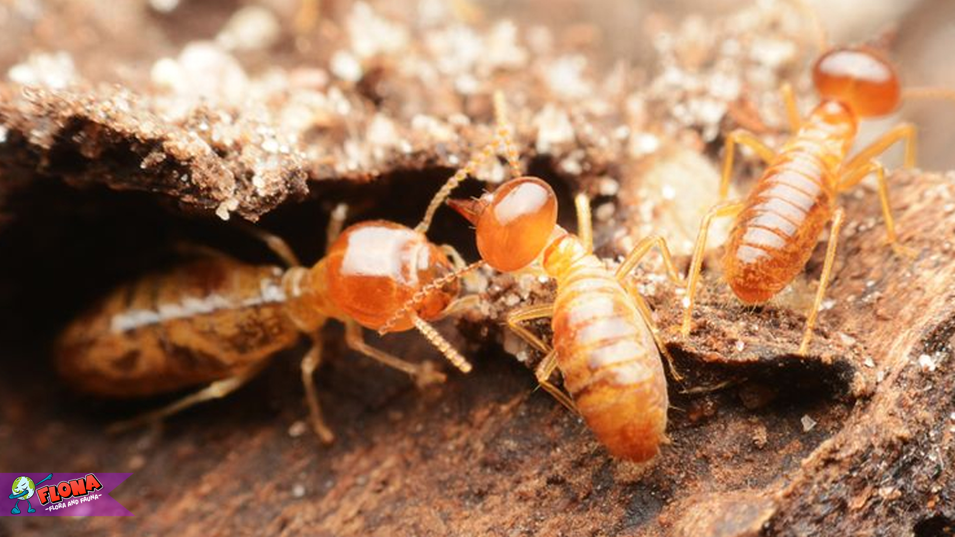 Rayap dan Ekosistem: Peran Mereka dalam Rantai Makanan Alam