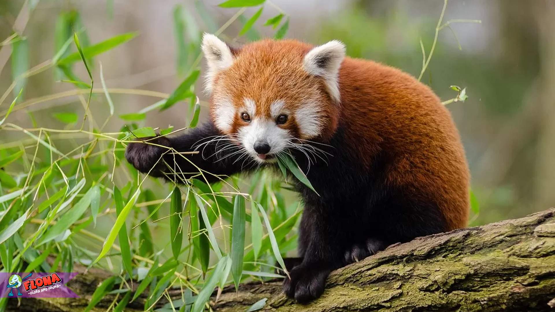 Panda Merah: Keunikan dan Perlindungannya di Alam Liar
