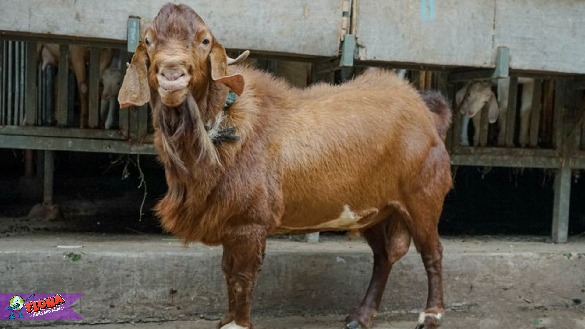 Fakta Menarik Kambing Boer: Keunikan dan Keunggulannya