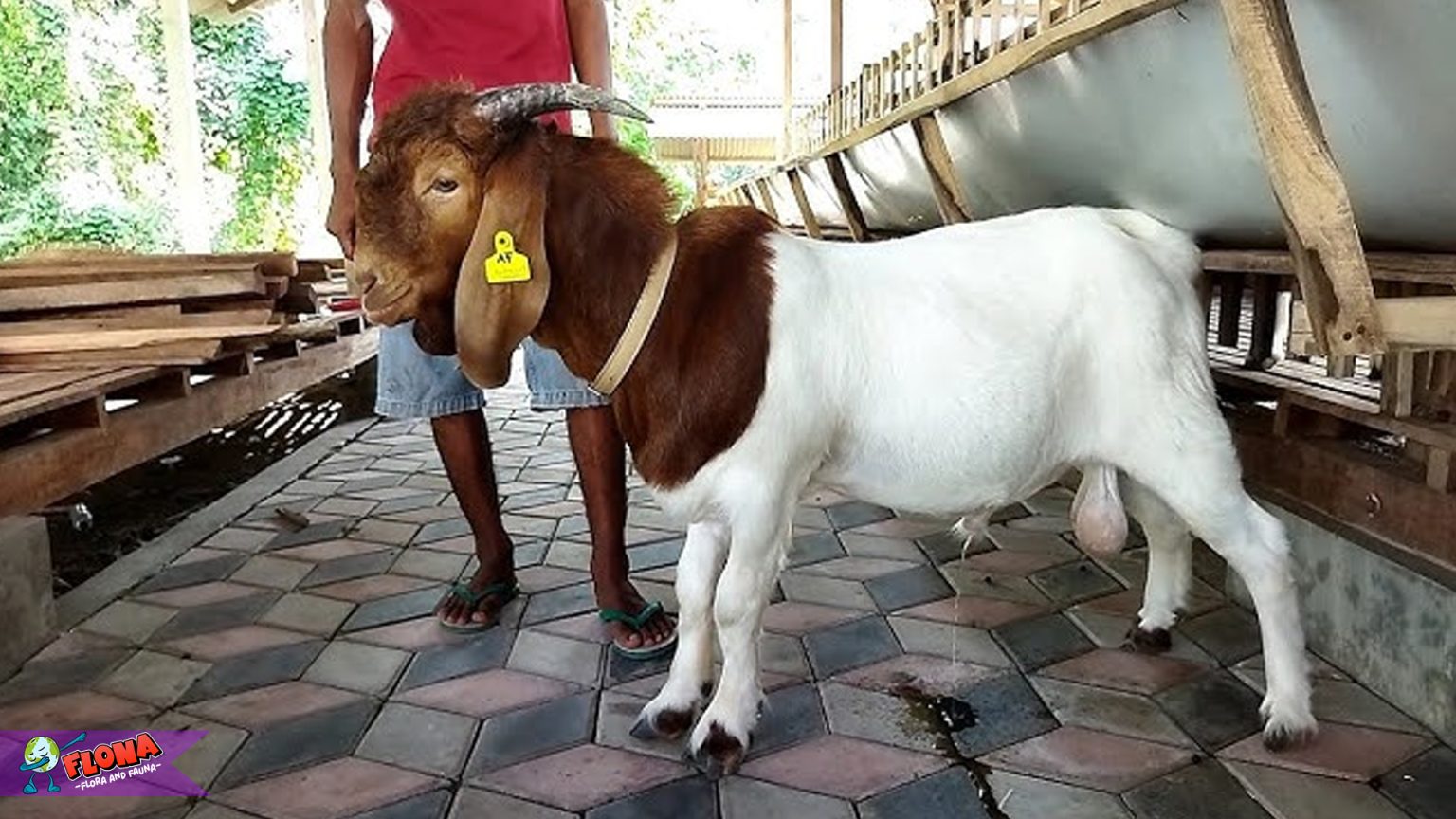 Fakta Menarik Kambing Boer: Keunikan dan Keunggulannya