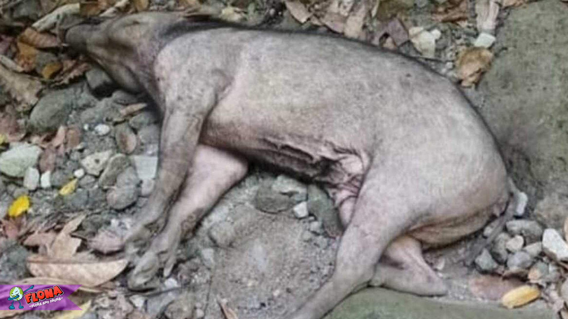 Babi Kutil: Misteri dan Fakta Menarik di Balik Tubuh Berbintik