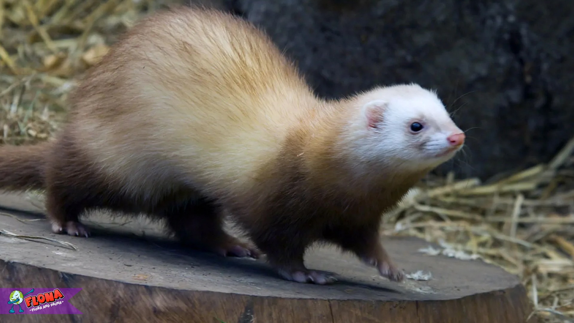 Ferret: Hewan Cerdas dengan Kepribadian Menggemaskan