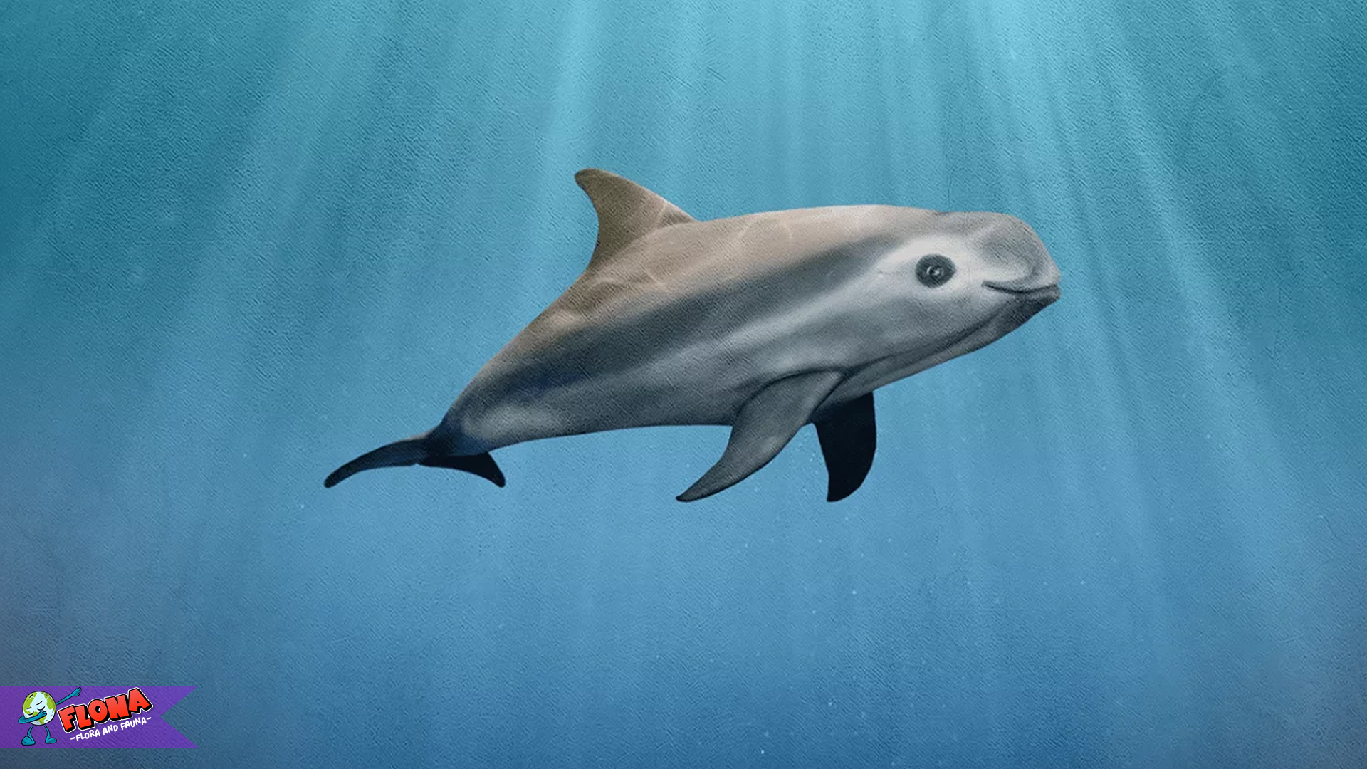 Vaquita, Permata Terakhir Teluk California yang Terancam Punah