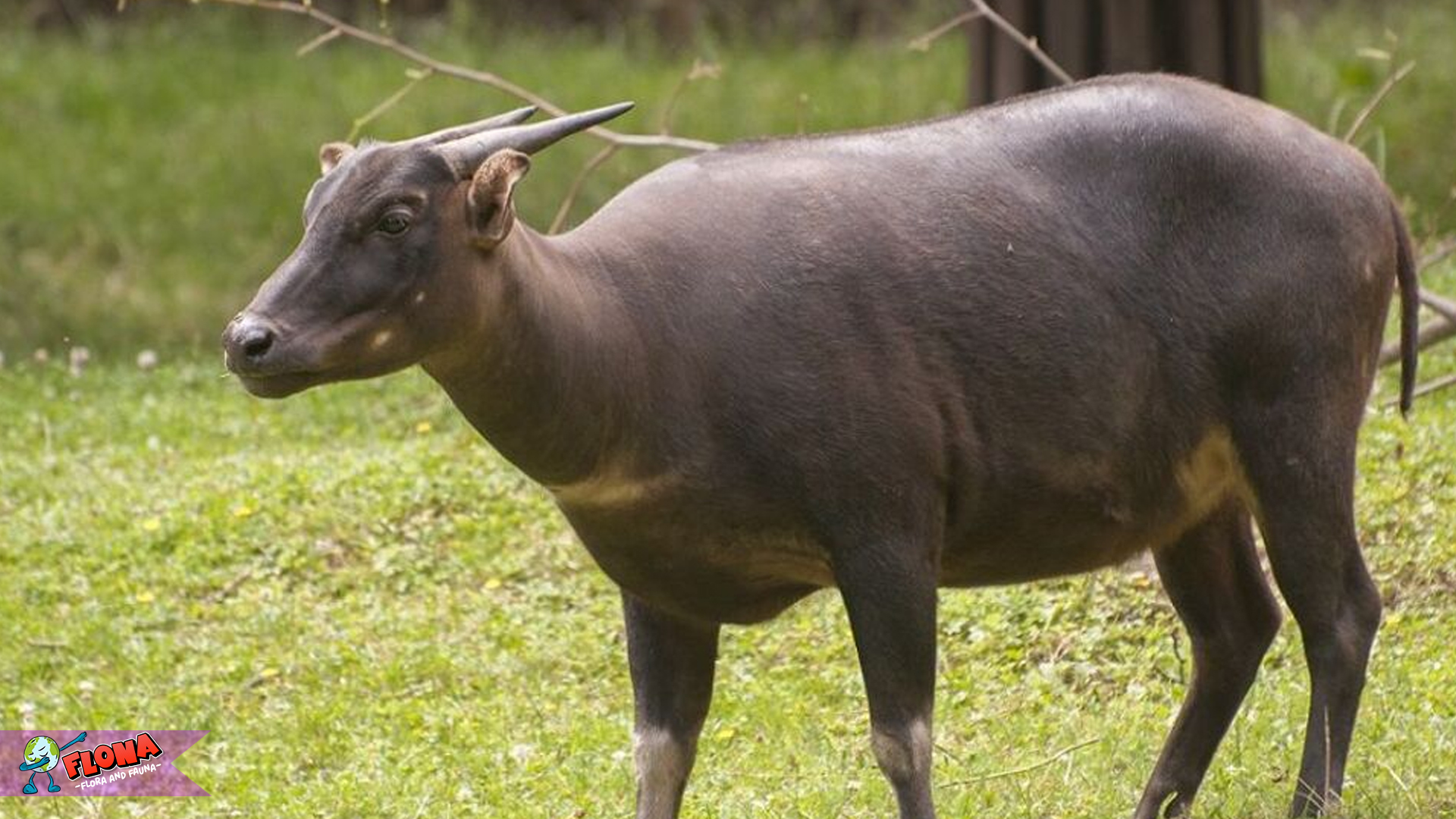 Fakta-Fakta Menarik Tentang Anoa, Satwa Langka Asli Nusantara