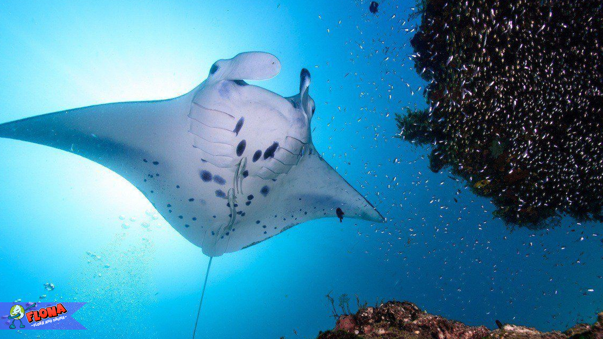 Rahasia Anggun Pari Manta: Raksasa Lembut Laut Dalam Alam