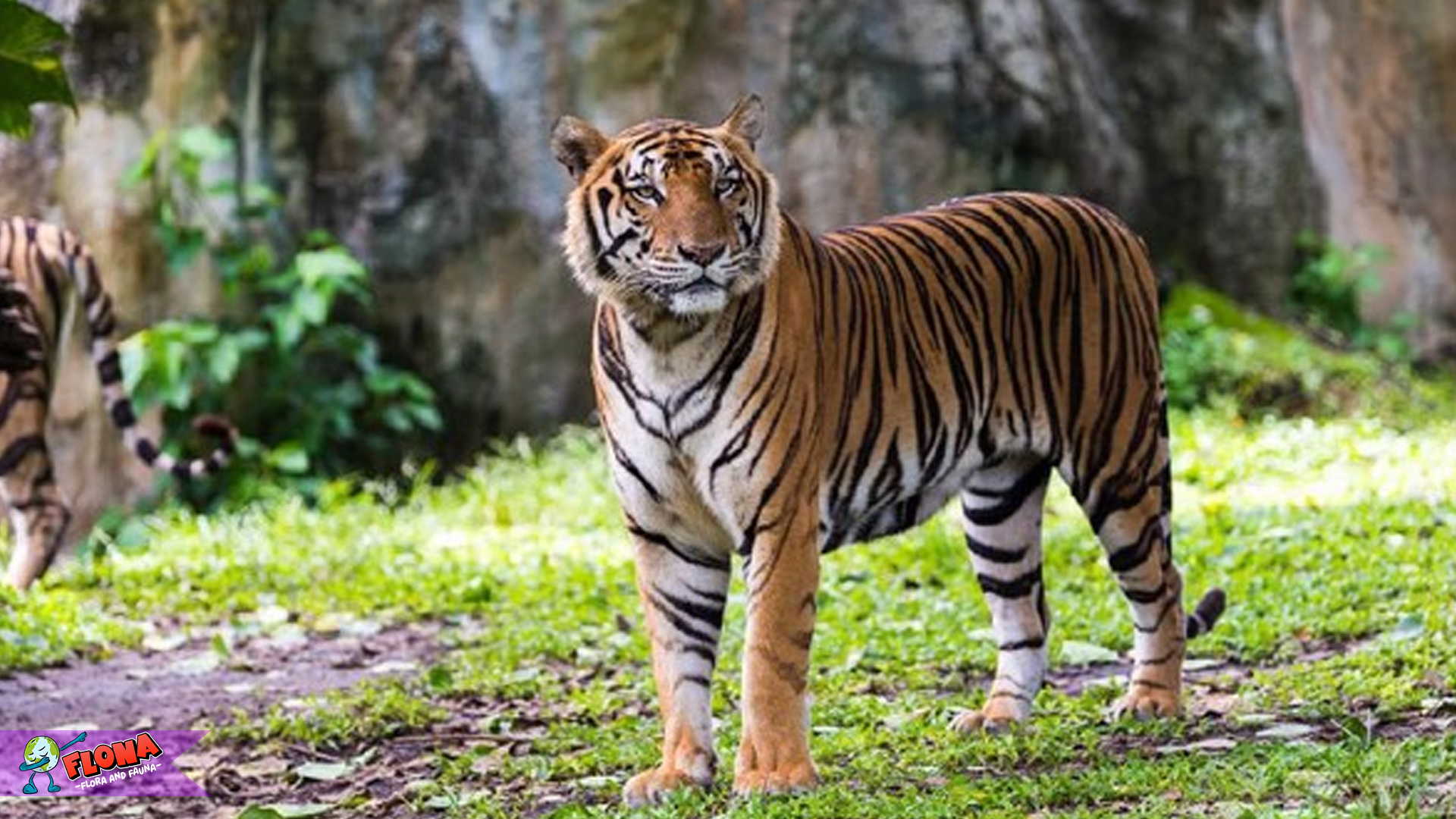 Kehebatan Harimau Benggala: Pemangsa Ulung di Dunia Satwa