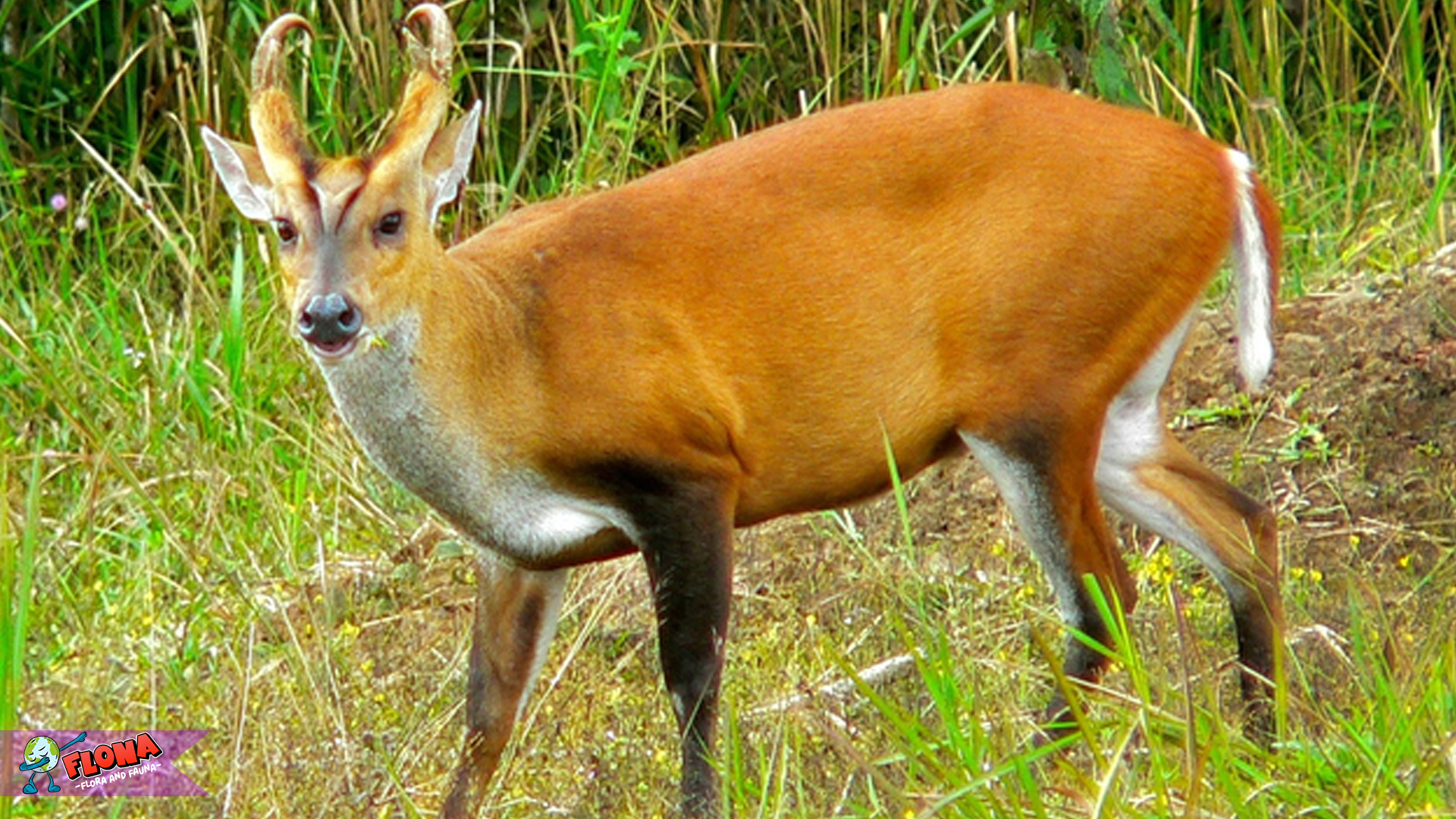 Mengenal Ciri-ciri Kijang: Antara Keanggunan dan Kelincahan