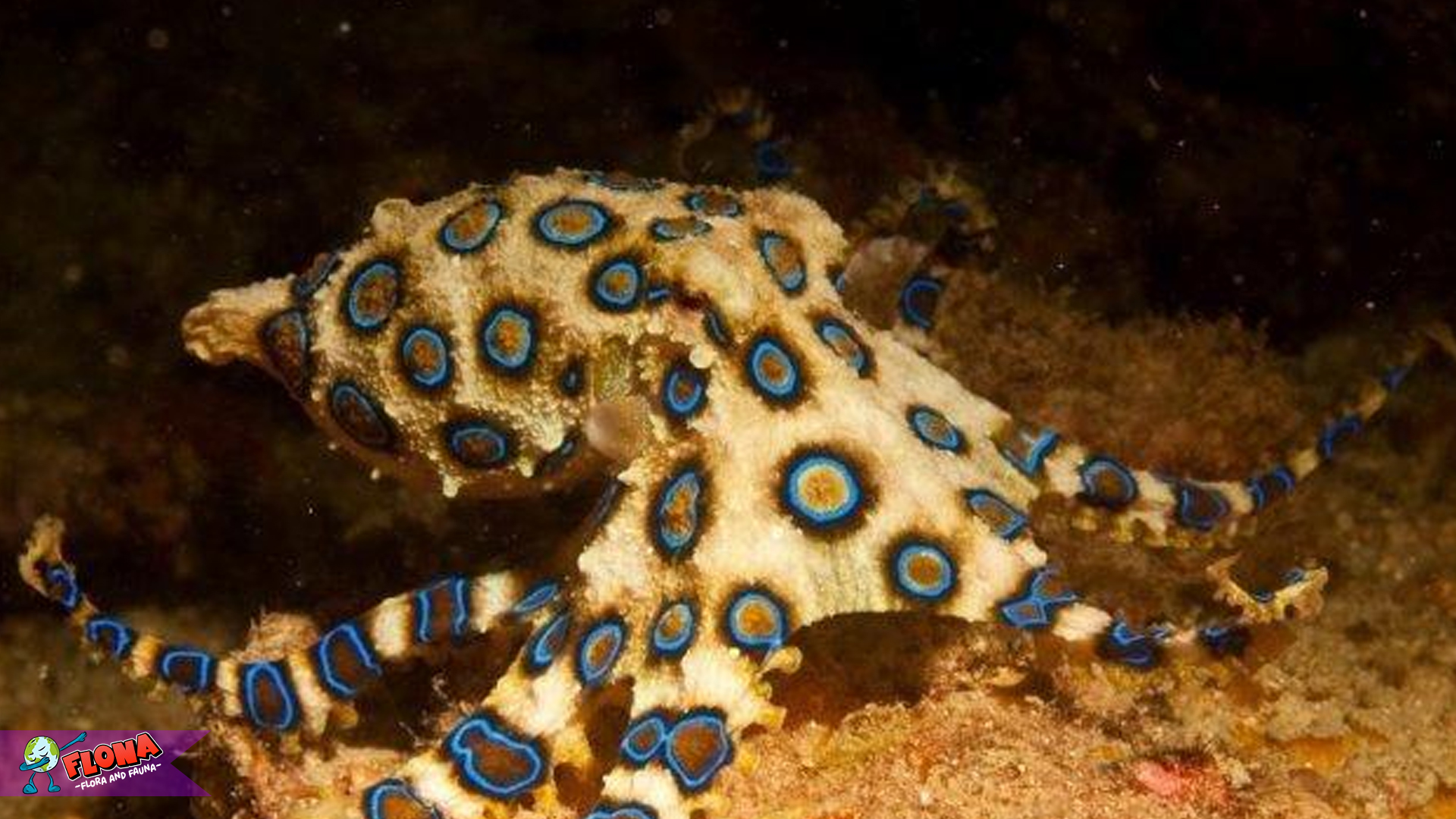 Gurita Cincin Biru: Predator Kecil dengan Racun Mematikan