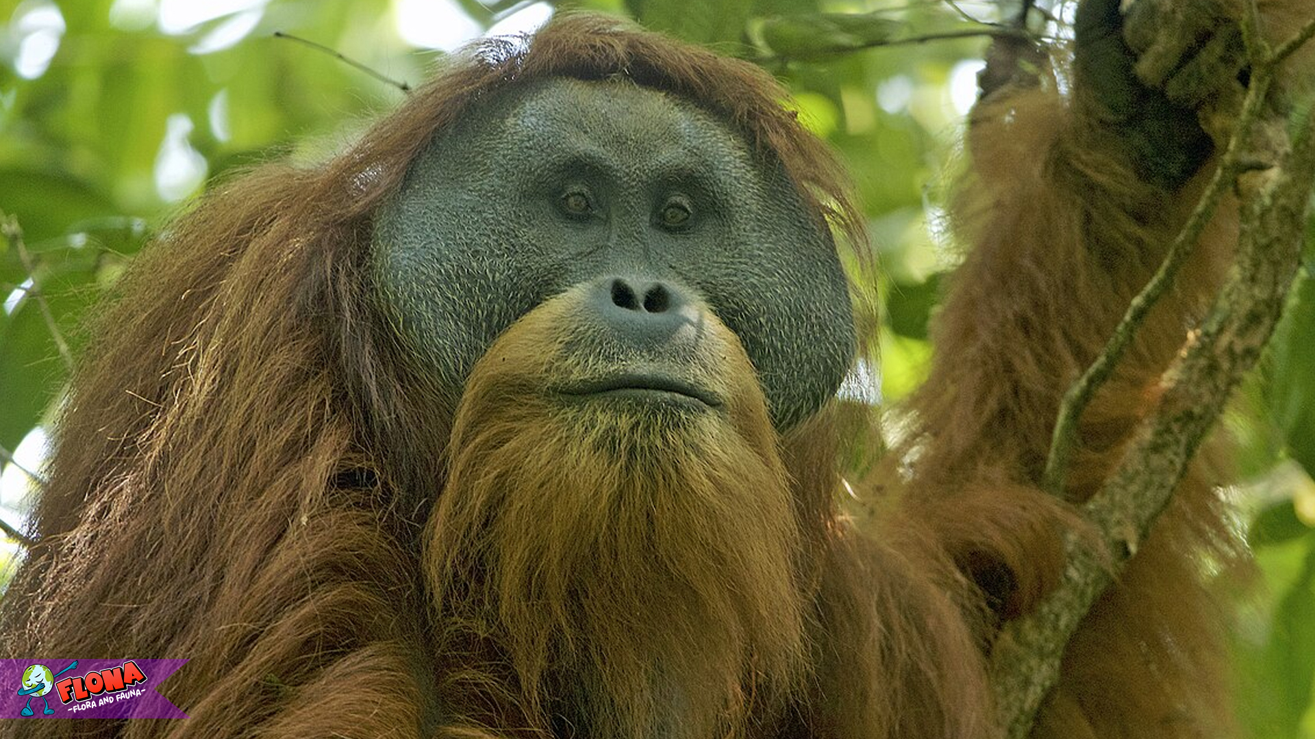 Mengenal Orangutan Tapanuli, Spesies Paling Langka di Dunia