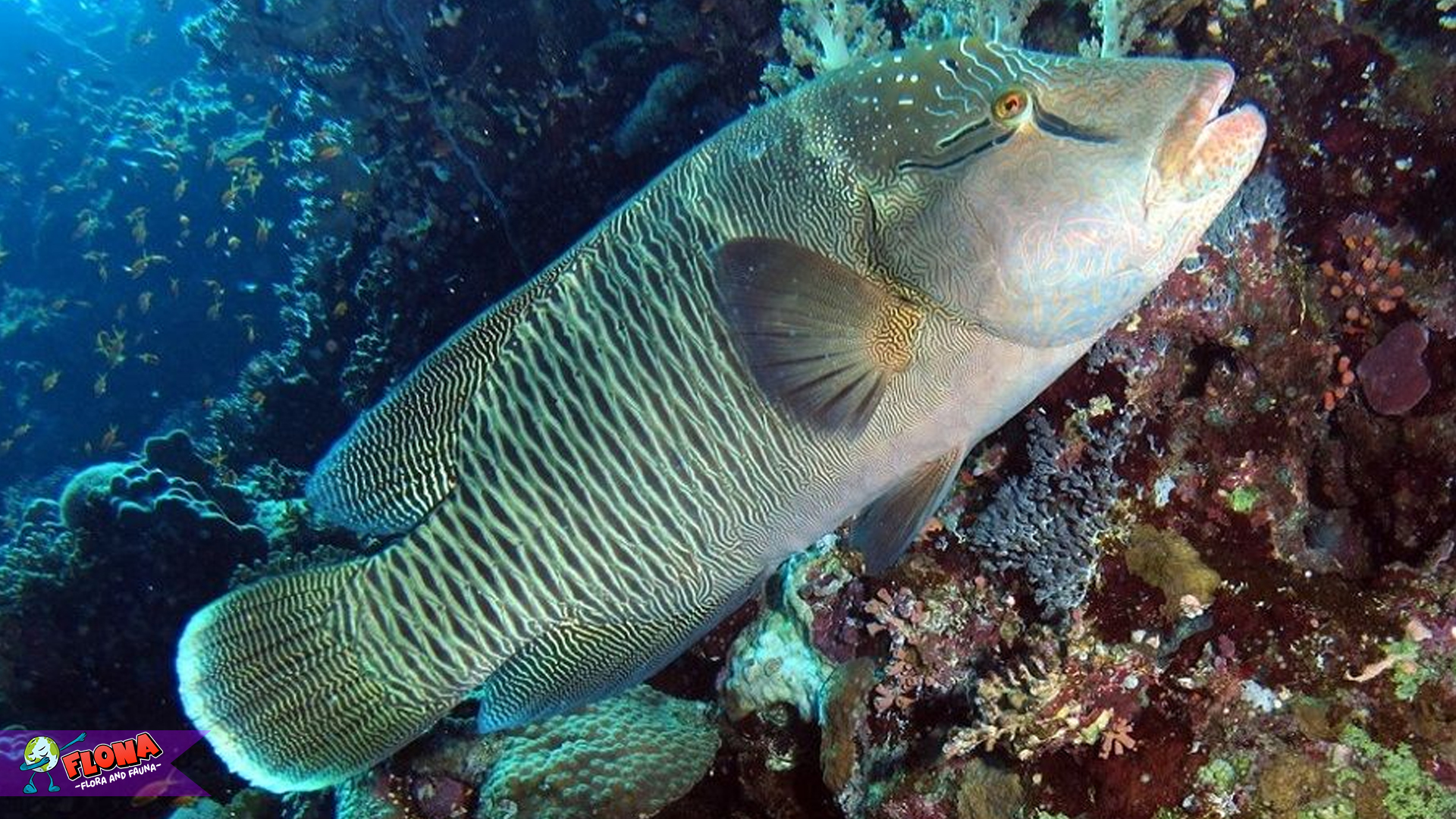 Keunikan dan Habitat Ikan Napoleon yang Menakjubkan