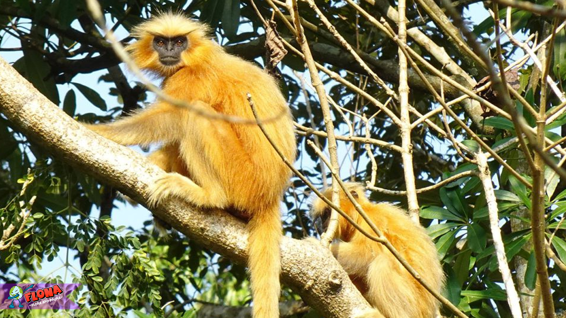 Mengenal Langur Emas, Harta Karun Hutan yang Langka