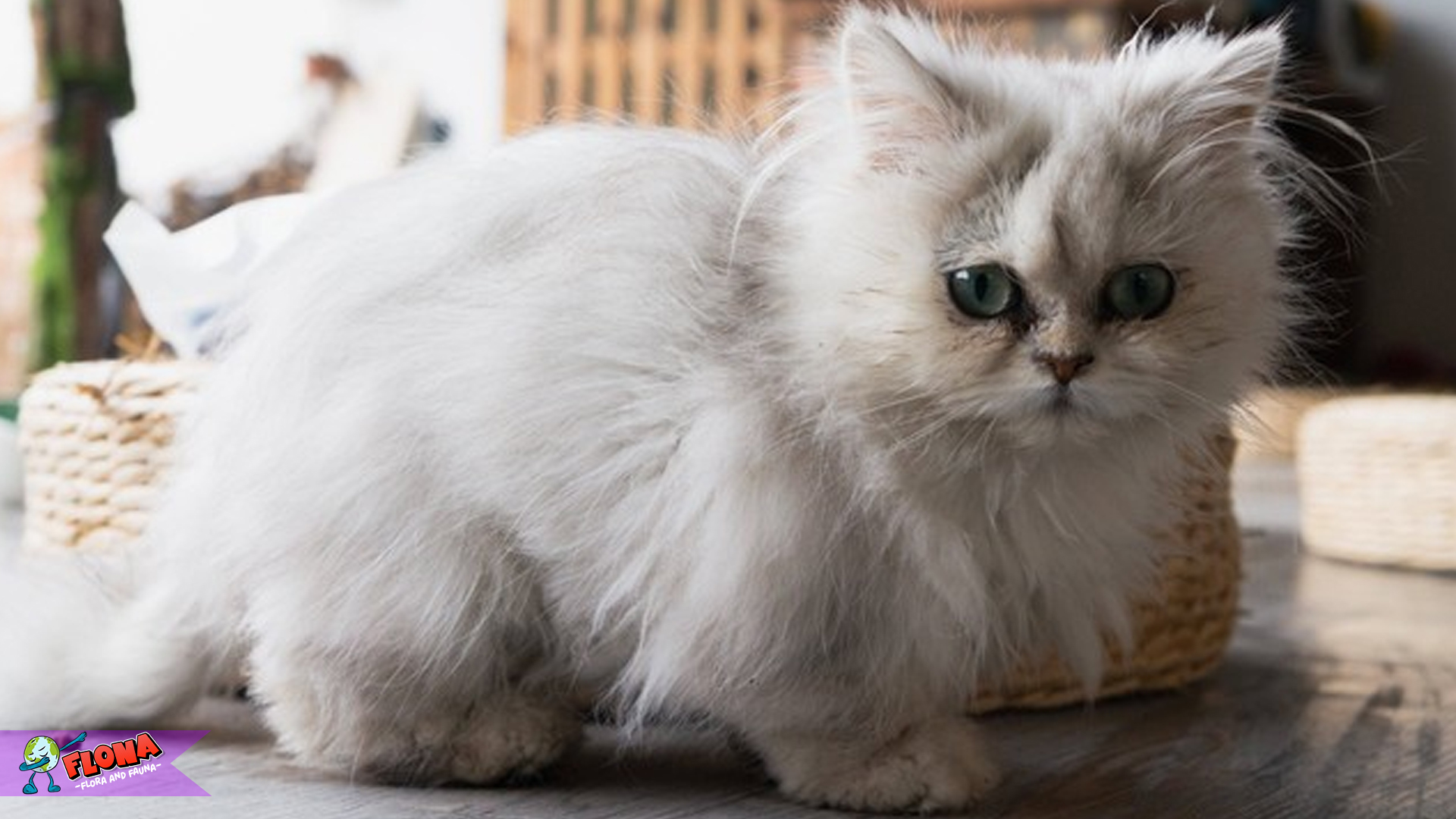 Keindahan dan Karakteristik Kucing Persia yang Memikat Dunia