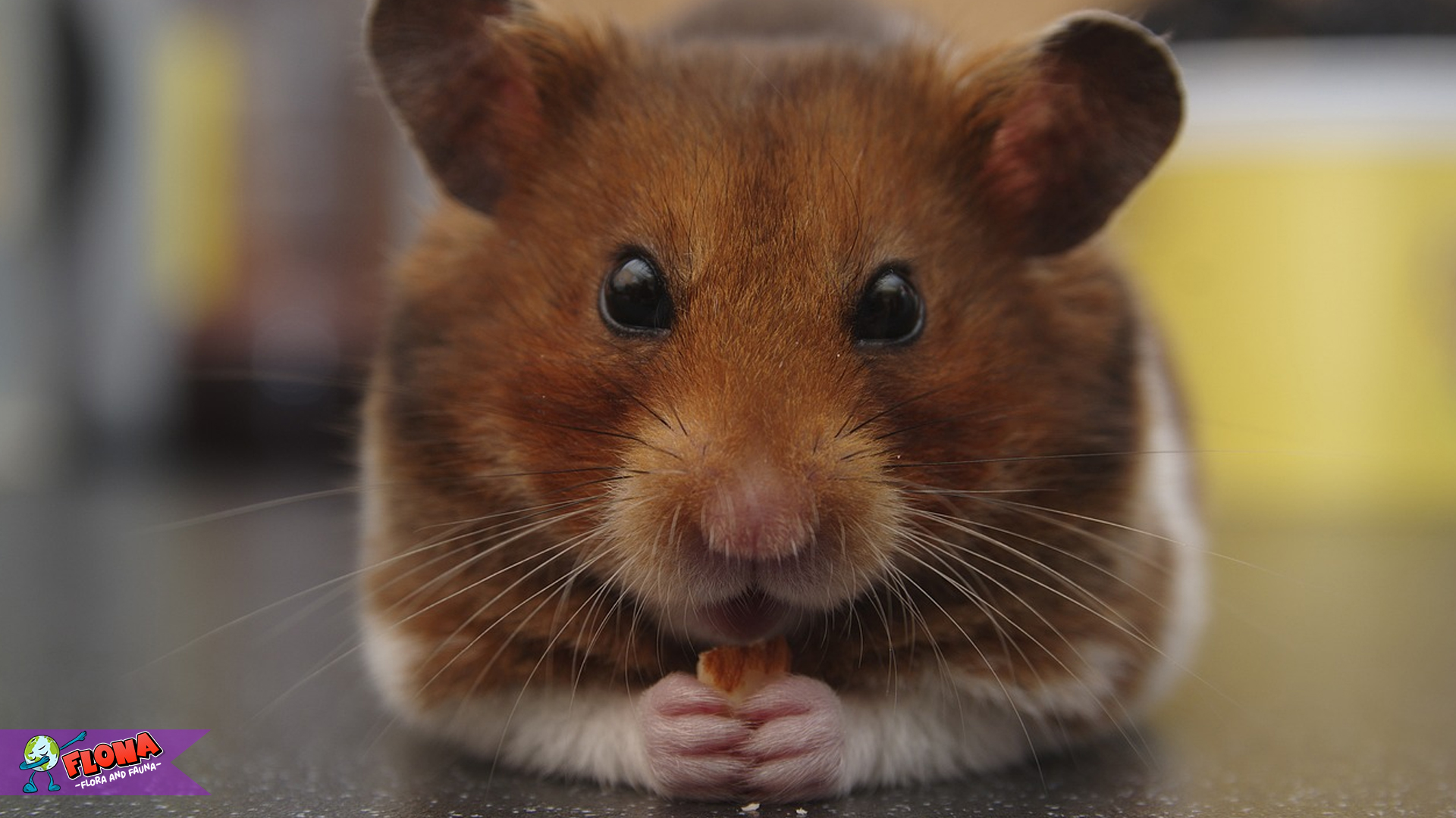 Keunikan Hamster Suriah: Kenapa Mereka Jadi Pilihan Populer