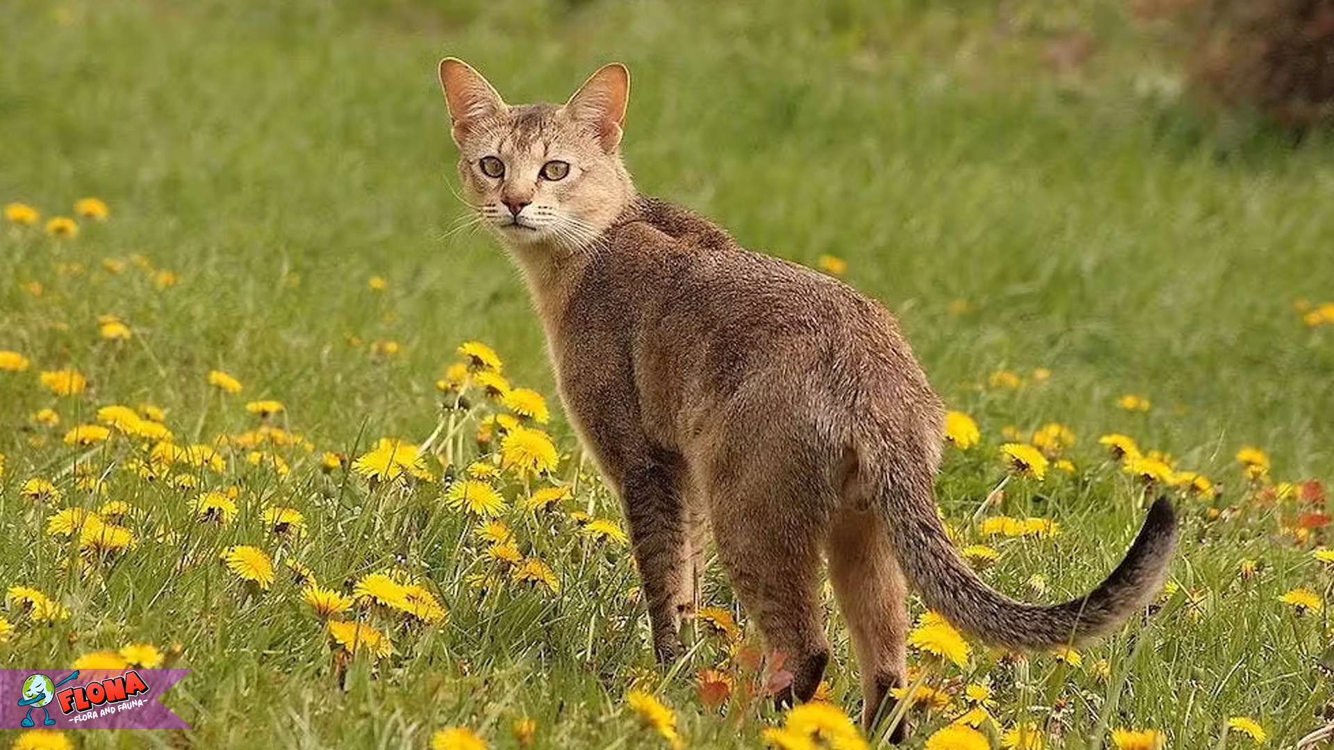 Chausie: Kucing Hibrida yang Menarik Antara Liar dan Domestik