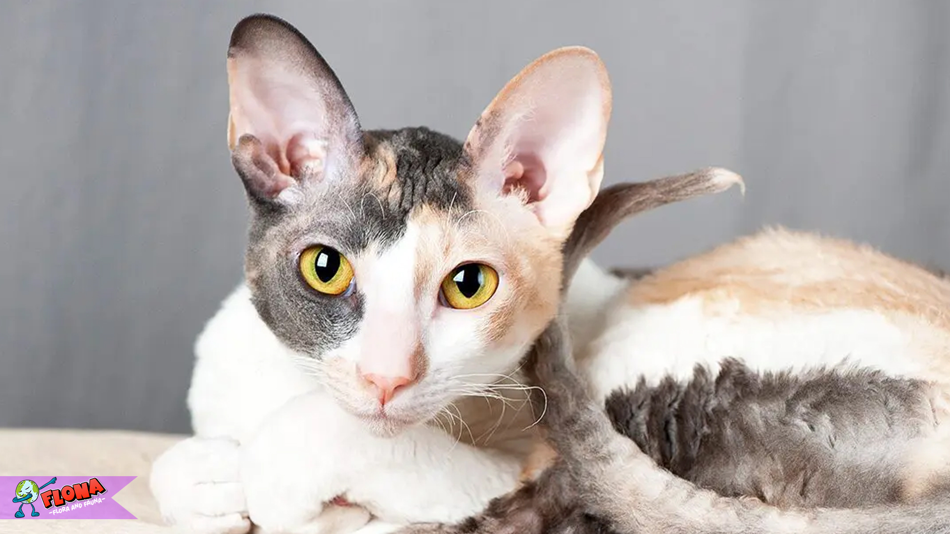 Tak Seperti Kucing Lainnya, Cornish Rex Punya Gaya Sendiri