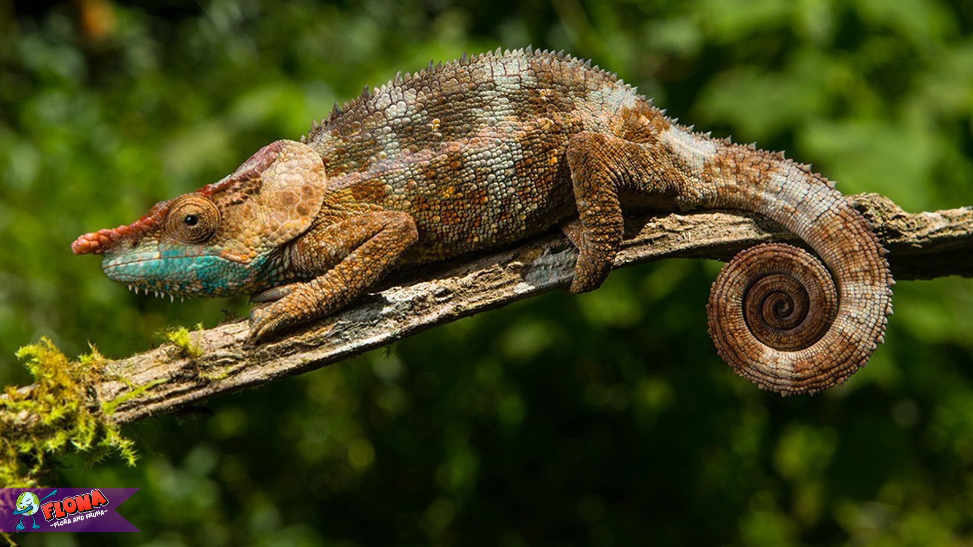 Eksplorasi Calumma: Keajaiban Alam dalam Dunia Reptil