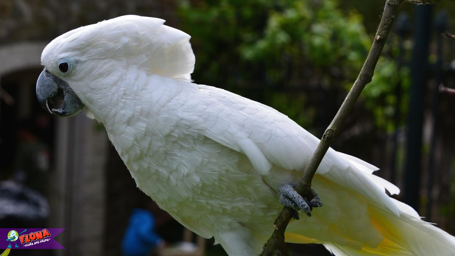 Pesona Kakaktua Putih: Si Cantik Berbulu Putih Bersinar