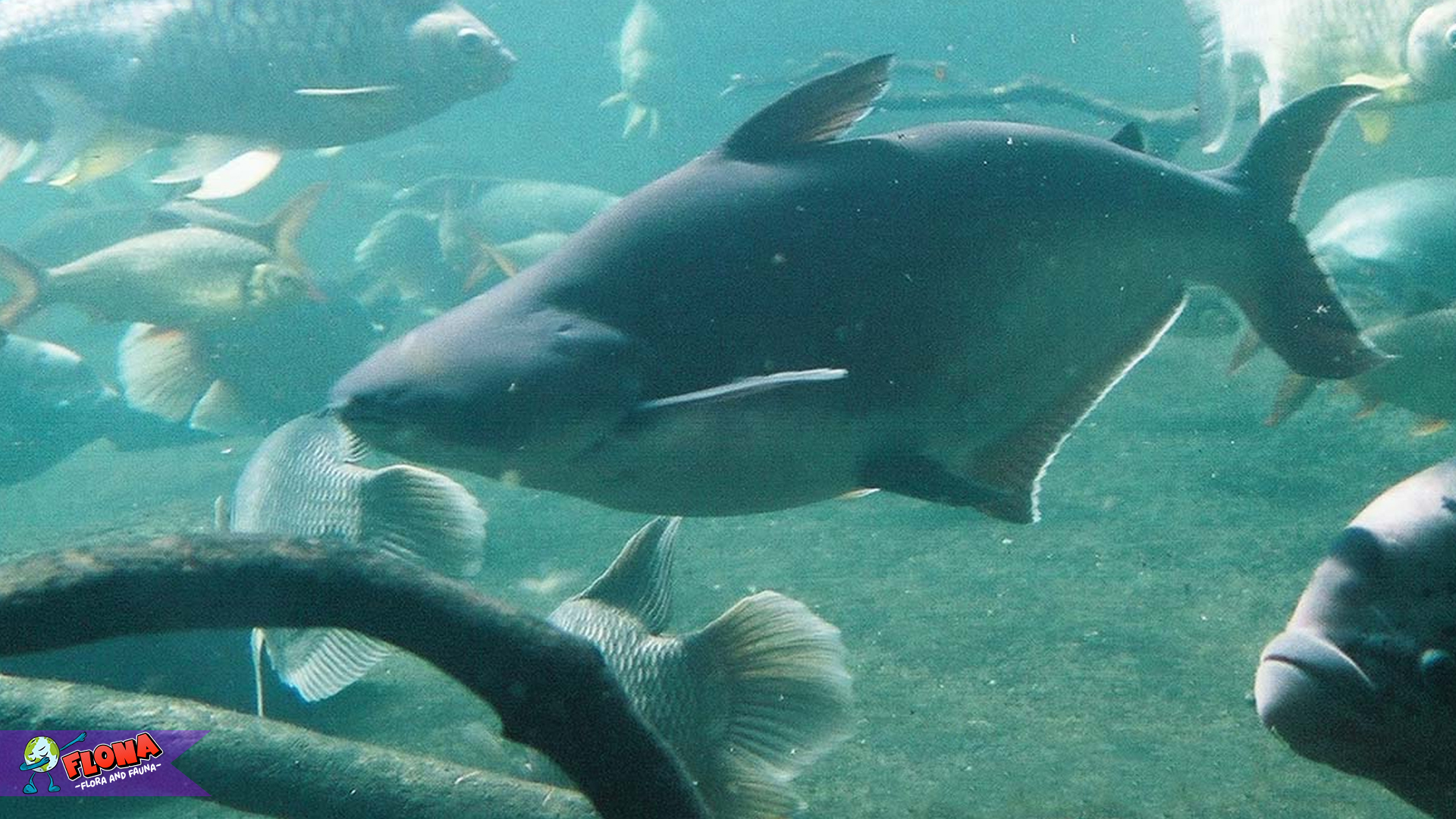 Mengenal Patin Siam, Si Ikan Air Tawar Favorit Para Penggemar