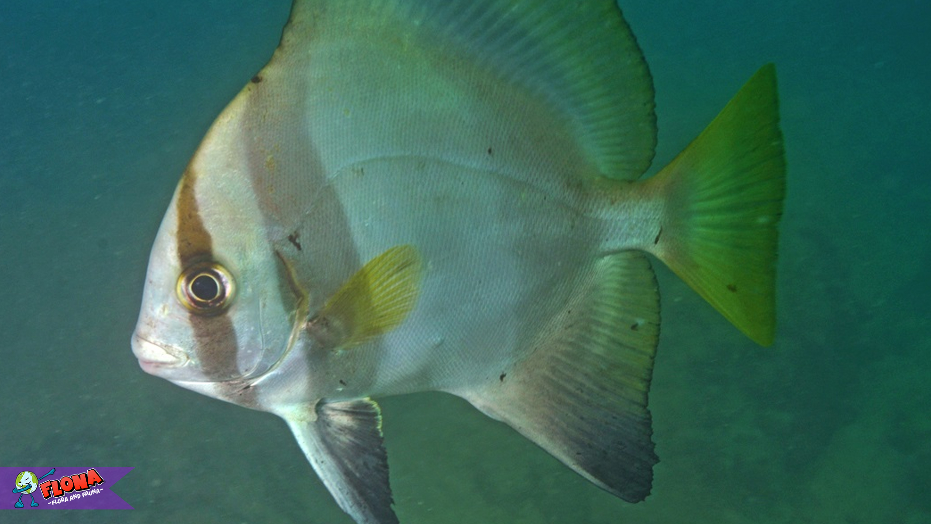 Mengenal Ikan Buna, Permata Bawah Laut yang Memikat