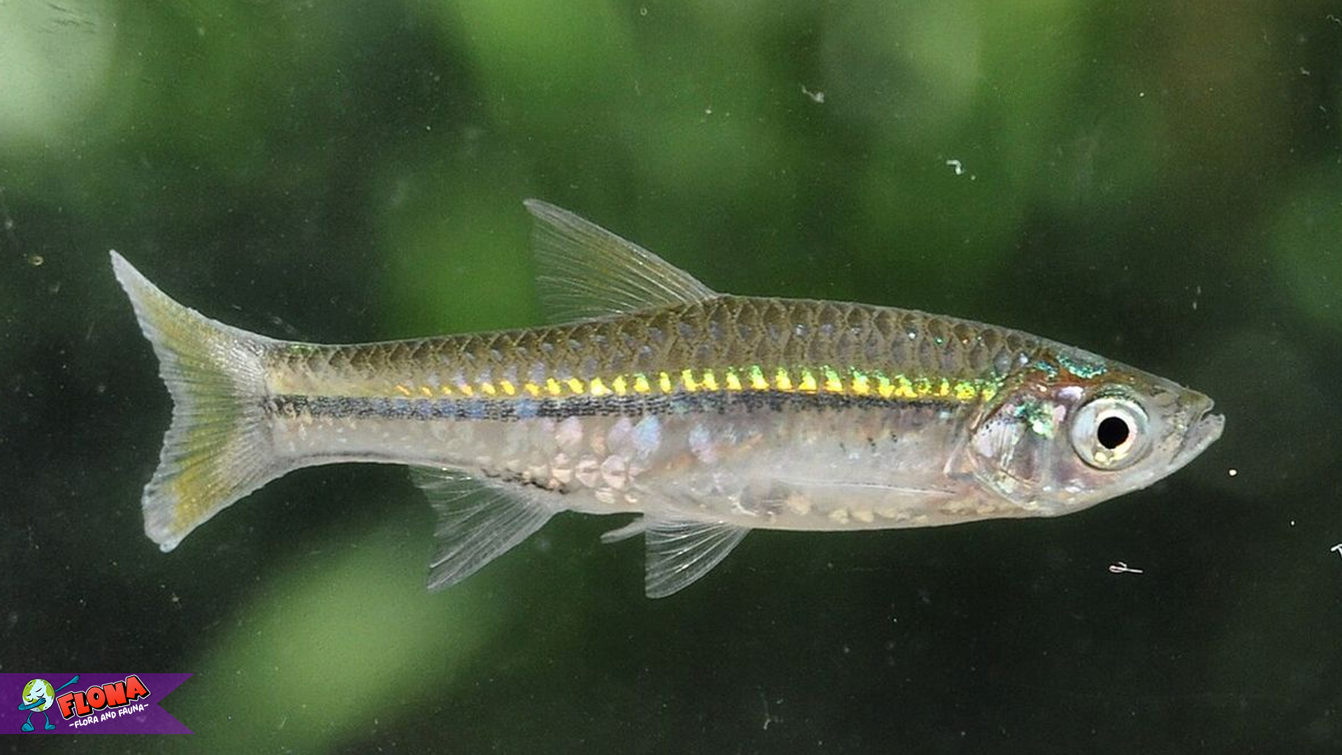 Rahasia Si Kecil Gesit: Dunia Ikan Wader yang Jarang Disadari