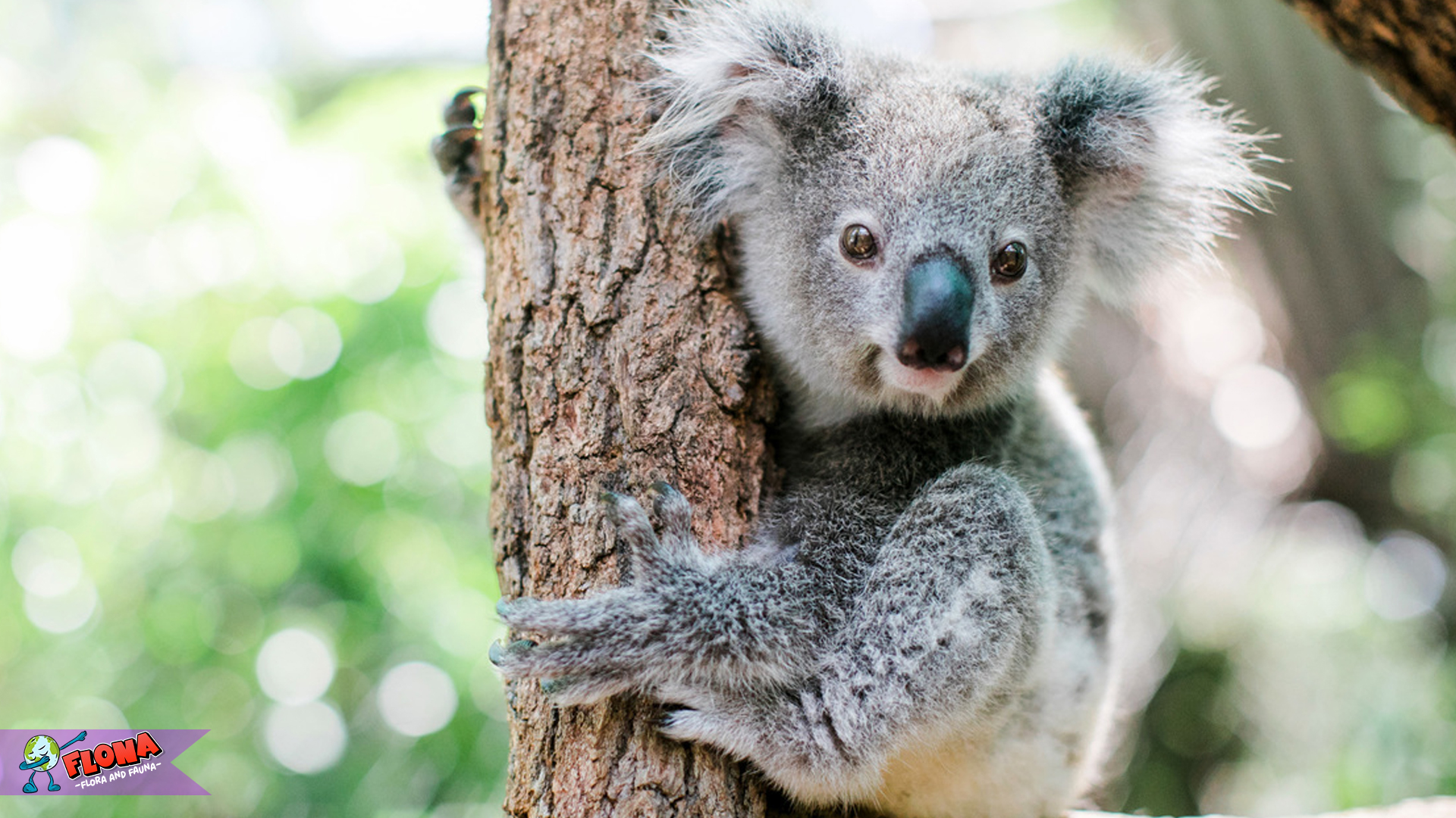 Mengenal Koala: Hewan Ikonik dengan Cinta Daun Eucalyptus