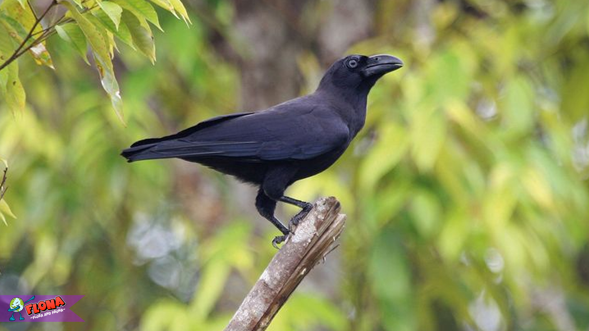 Gagak Banggai, Burung Unik yang Hanya Ada di Indonesia