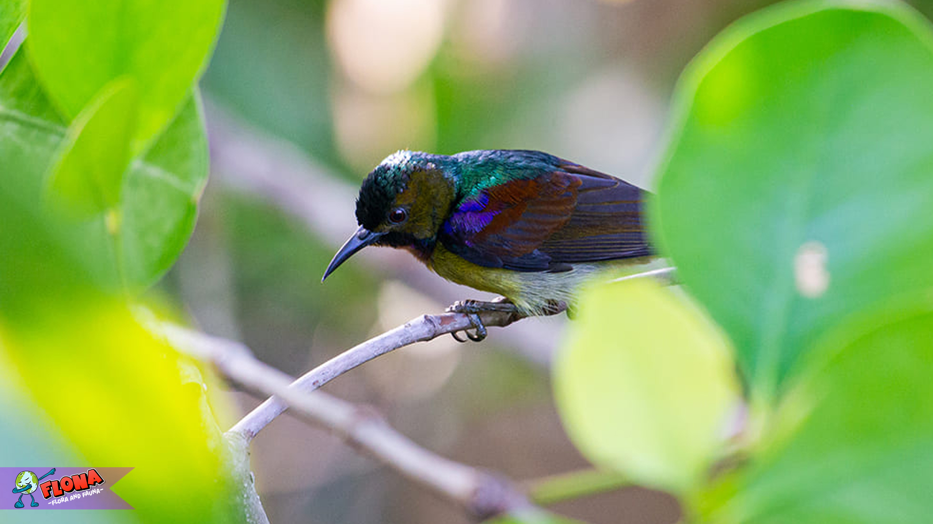 Burung Madu Kelapa, Keajaiban Alam dengan Suara Merdu