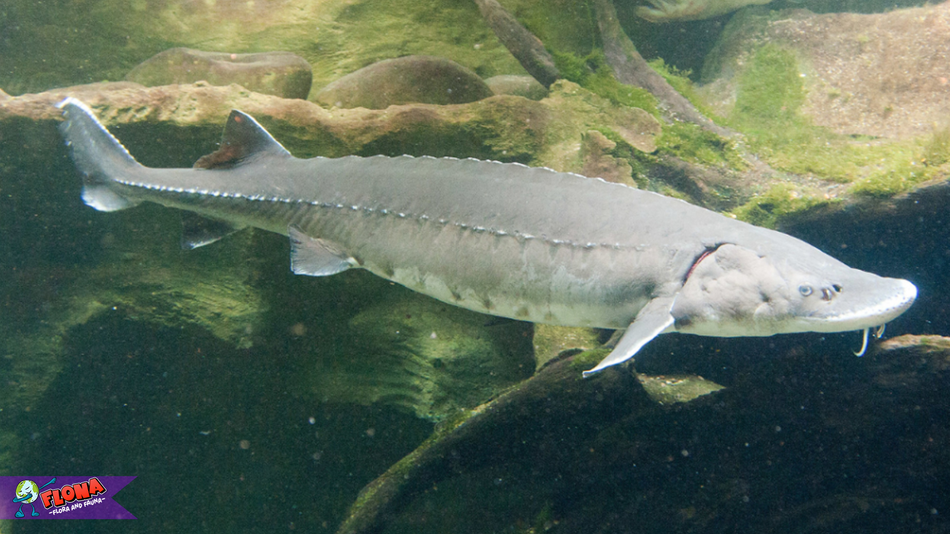 Perjalanan Panjang Lake Sturgeon dari Masa Purba hingga Kini