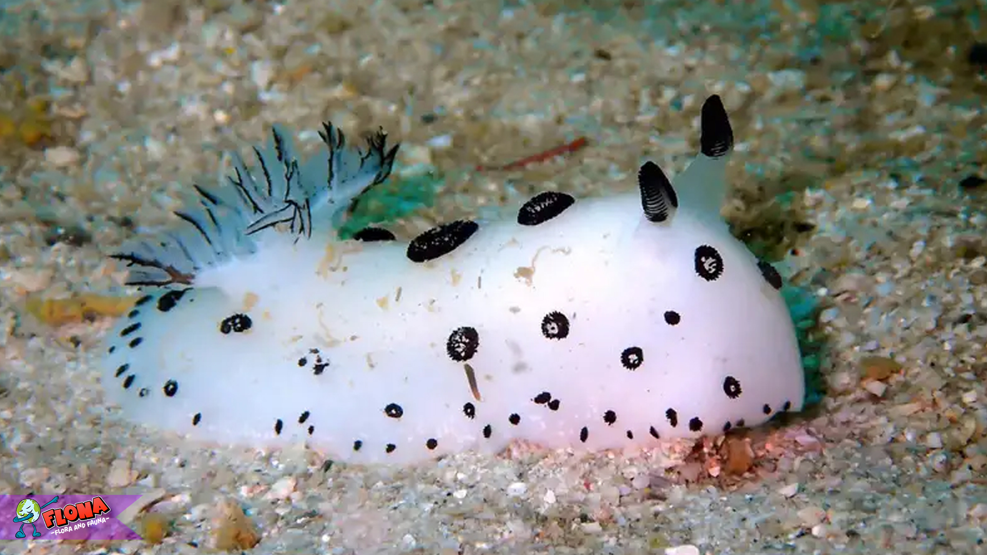 Si Kelinci Laut, Bintang Kecil yang Lucu di Dunia Bawah Laut