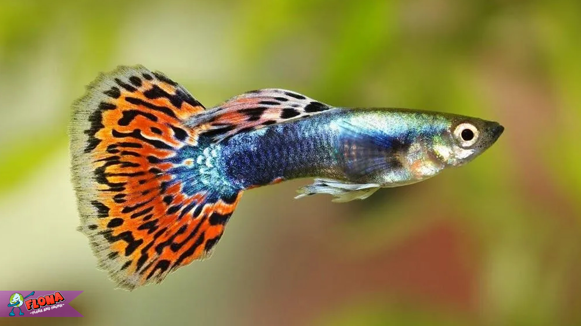 Ikan Guppy dan 4 Hal Menarik yang Bikin Aquarium Makin Hidup 3 Ikan Guppy dan 4 Hal Menarik yang Bikin Aquarium Makin Hidup