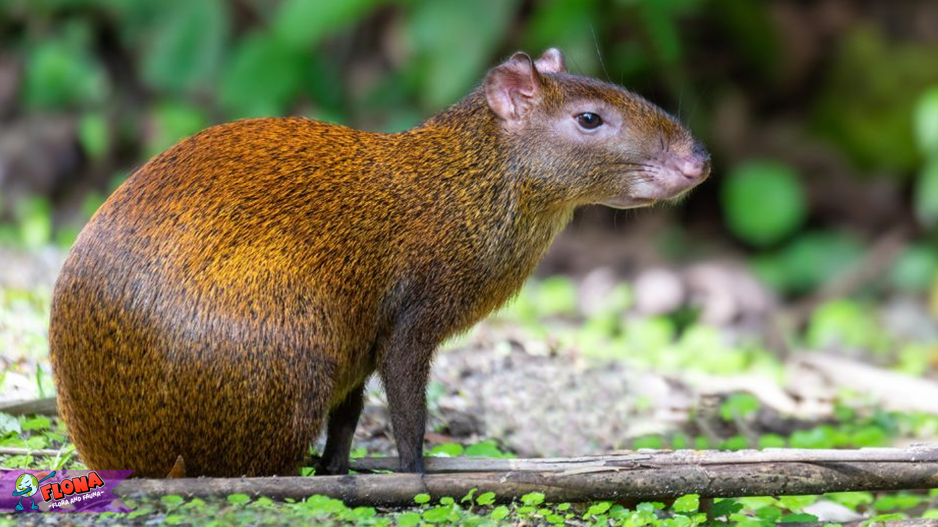Agouti: 4 Kebiasaan Kecil dengan Dampak Besar Mengejutkan 3 Agouti: 4 Kebiasaan Kecil dengan Dampak Besar Mengejutkan