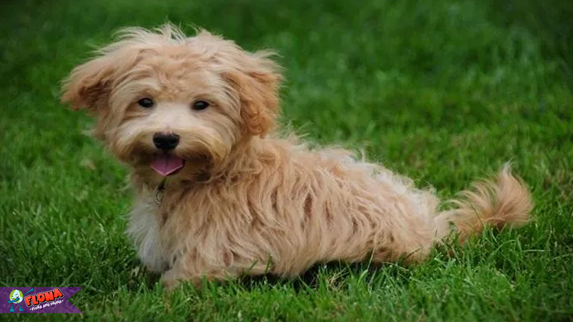 Maltipoo: 5 Keistimewaan Unik & Menarik yang Bikin Spesial 1 Maltipoo: 5 Keistimewaan Unik & Menarik yang Bikin Spesial