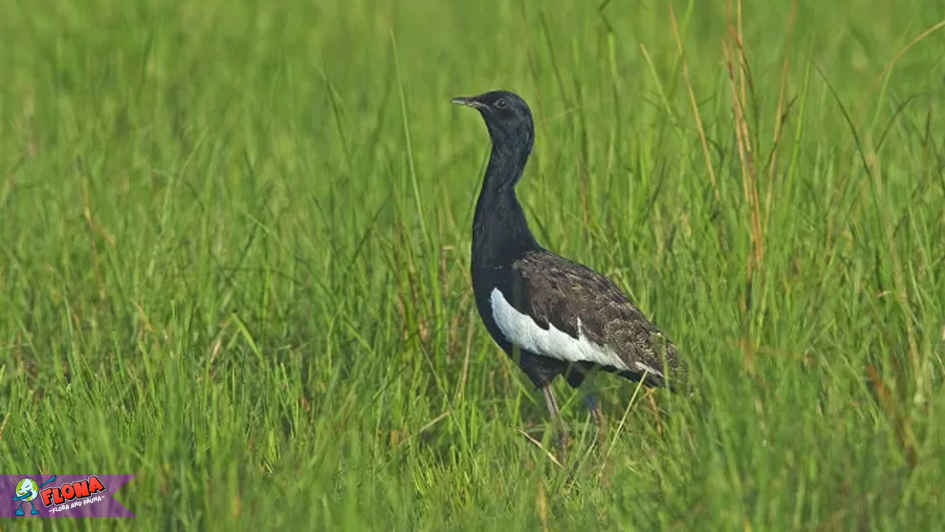 Bengal Florican, Burung Langka dengan Gerakan Memukau