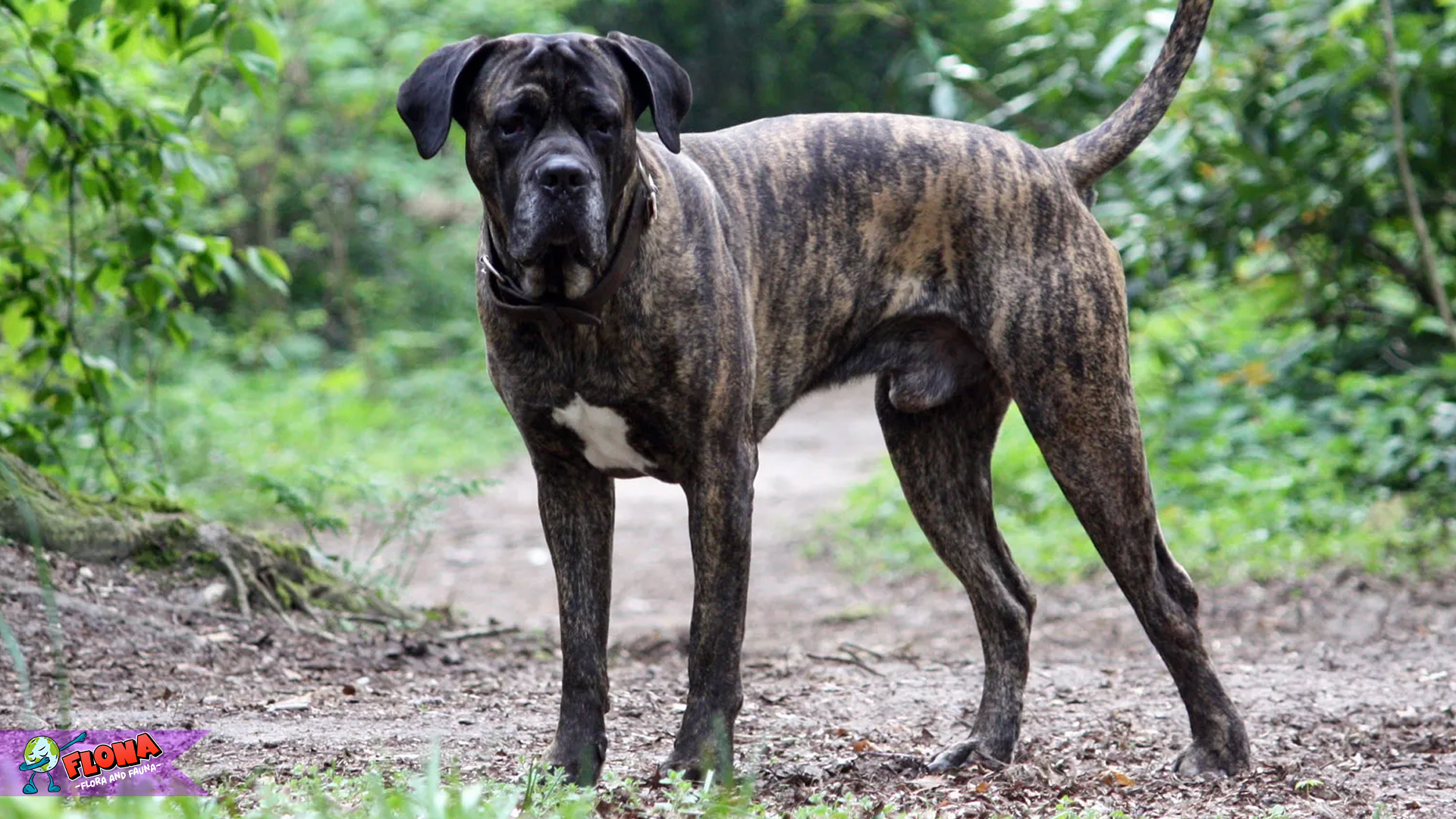 Cane Corso: Kombinasi Gagah dan Loyalitas yang Menggetarkan
