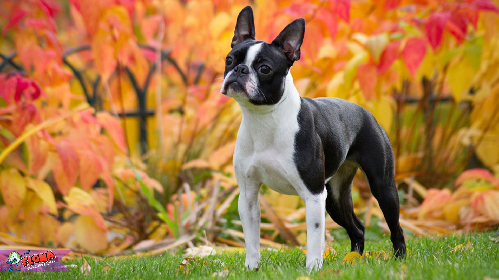 Boston Terrier: Anjing Kompak dengan Wajah Menggemaskan