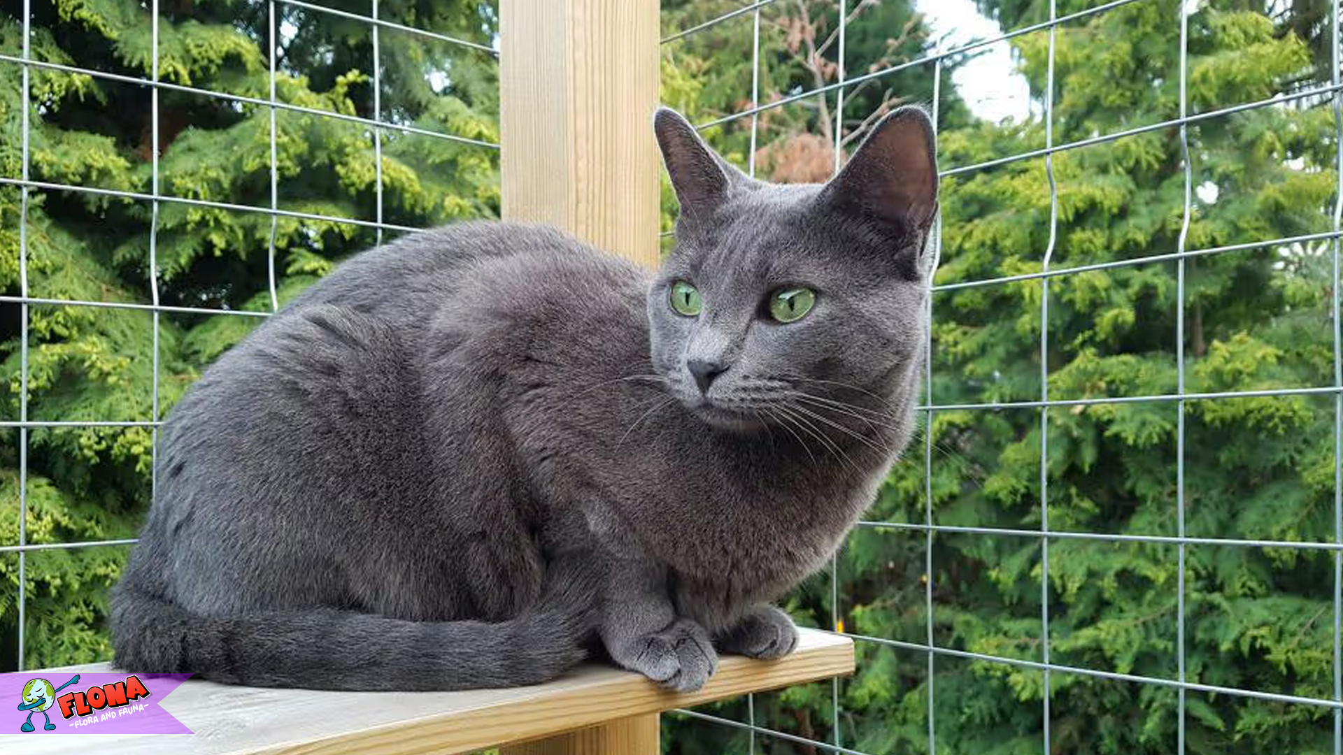 Mengenal Kucing Korat, Si Pus Lucu dengan Mata Hijau Berkilau