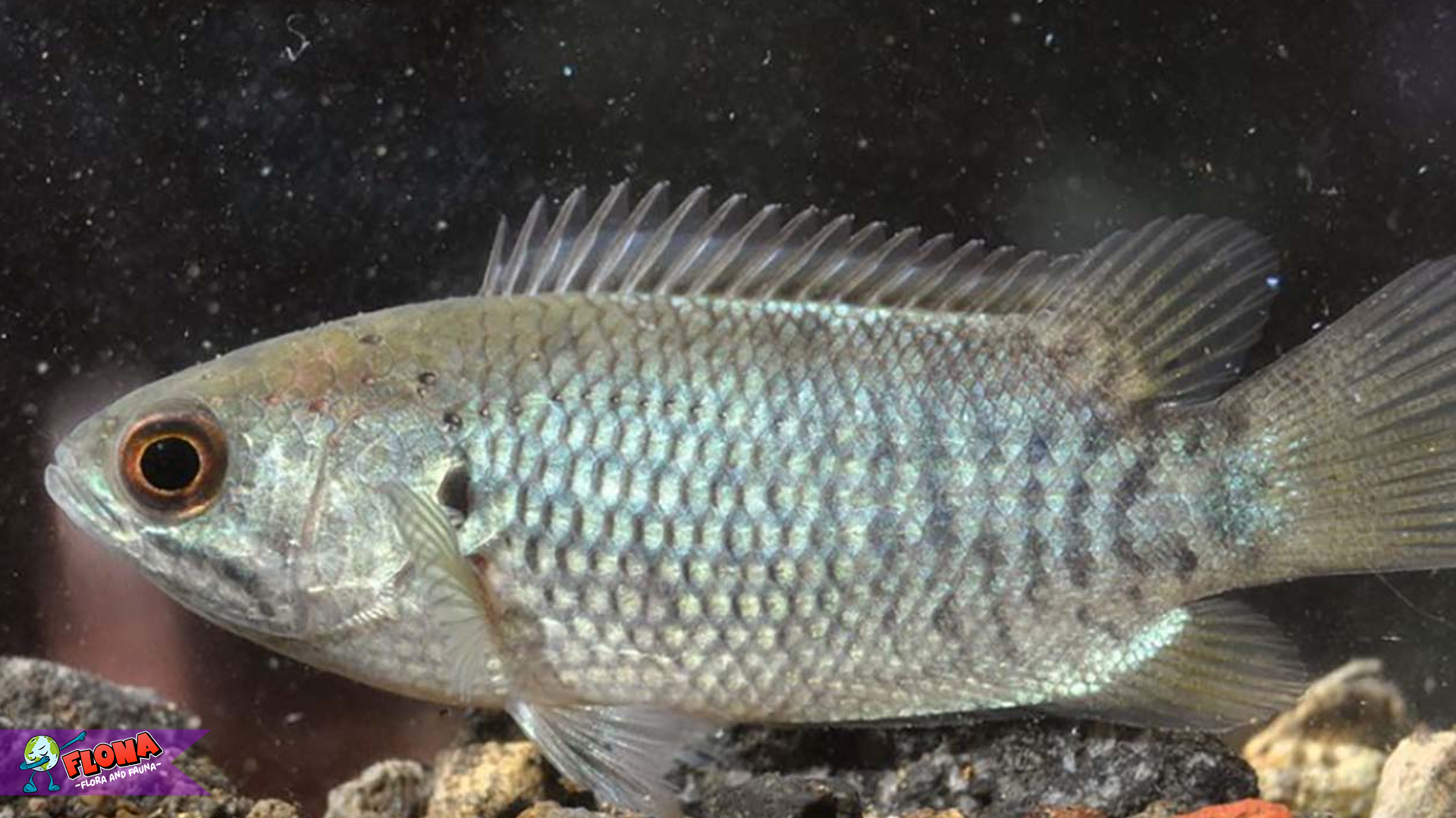 Rahasia Ikan Betok: Ada 3 Hal Mengejutkan di Baliknya 1 Rahasia Ikan Betok: Ada 3 Hal Mengejutkan di Baliknya