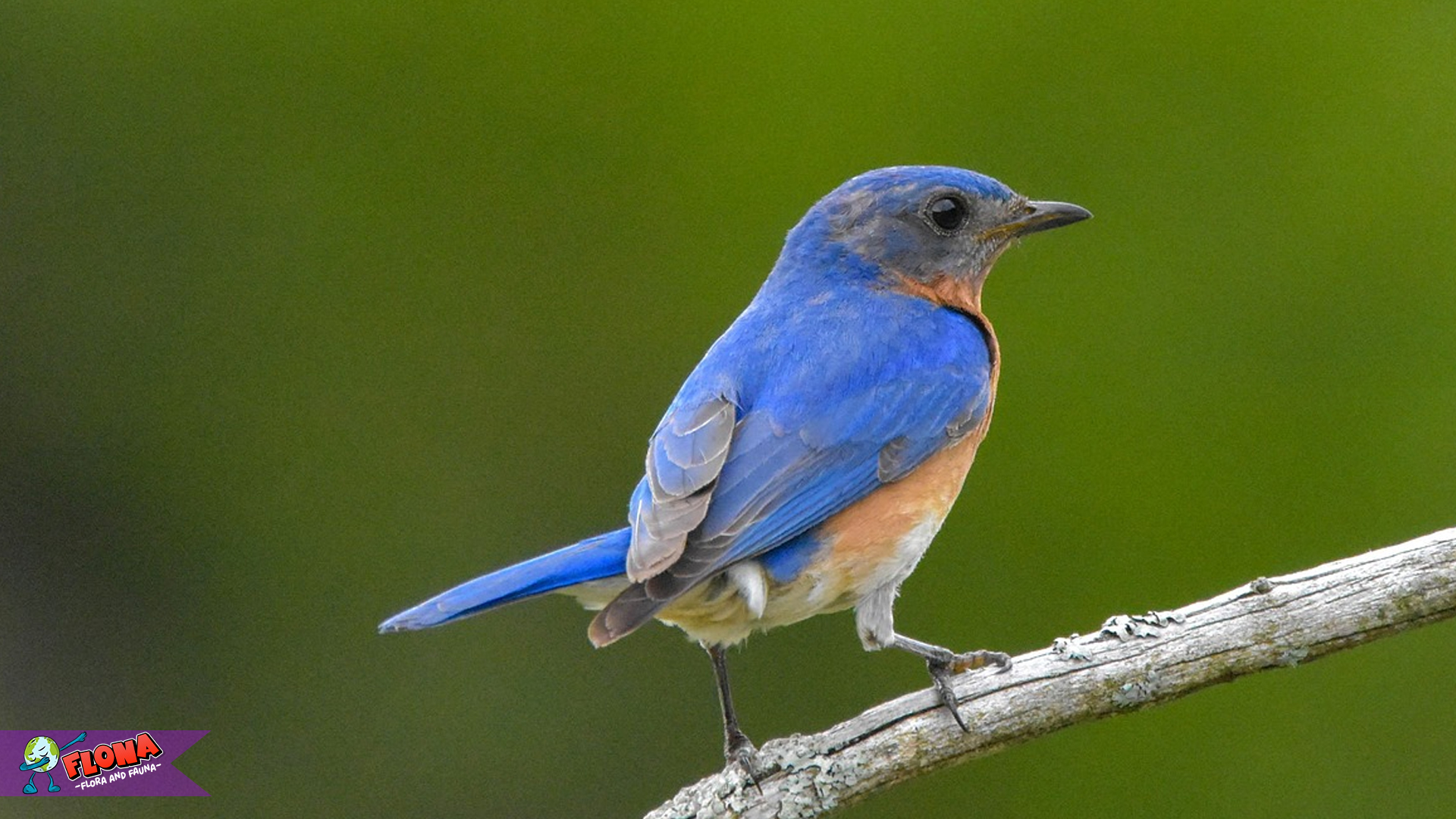 Burung Biru Timur, Simbol Keanggunan Alam yang Memukau