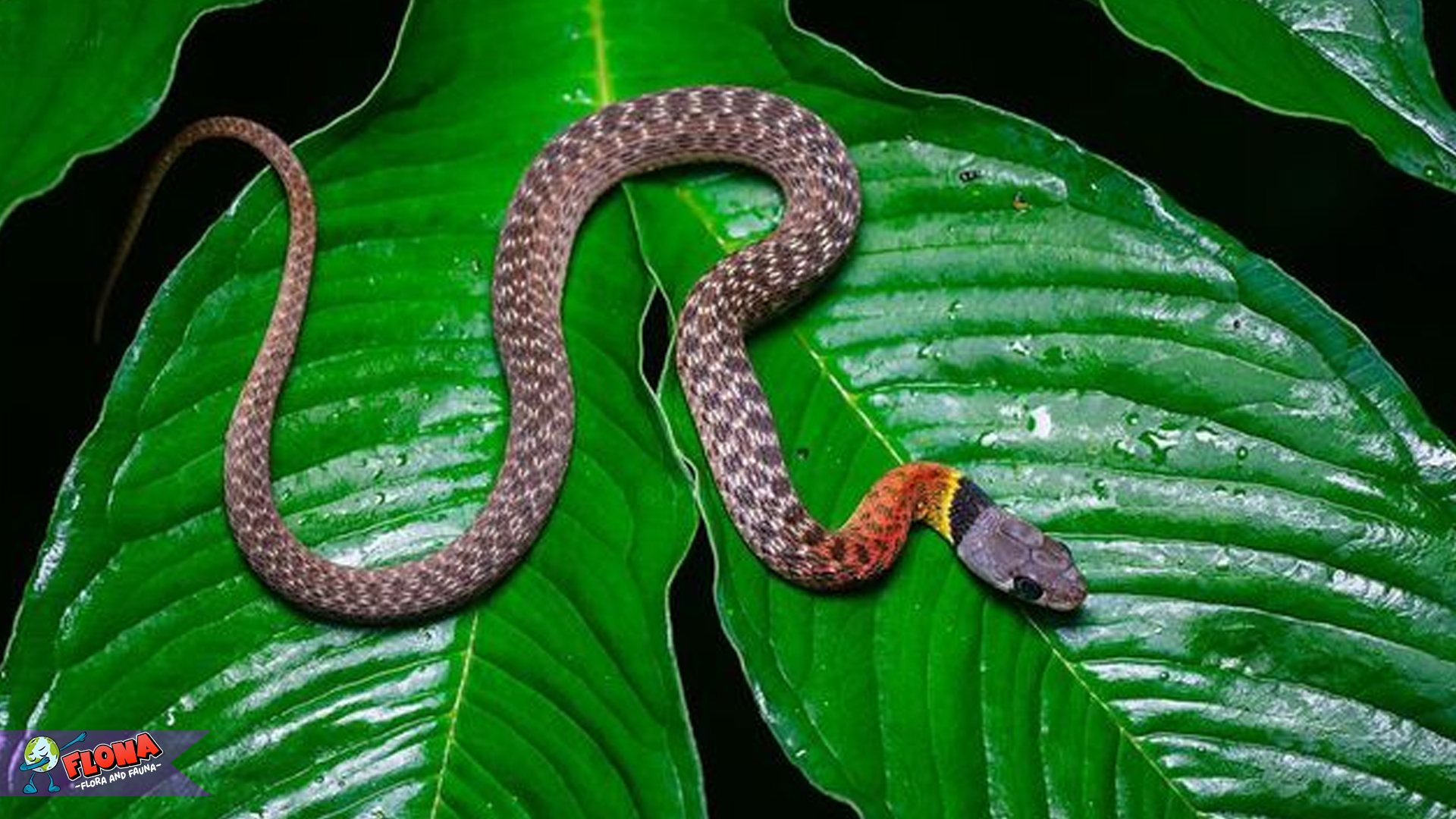Ular Picung: Sang Penyusup Misterius di Balik Daun-daun Hutan