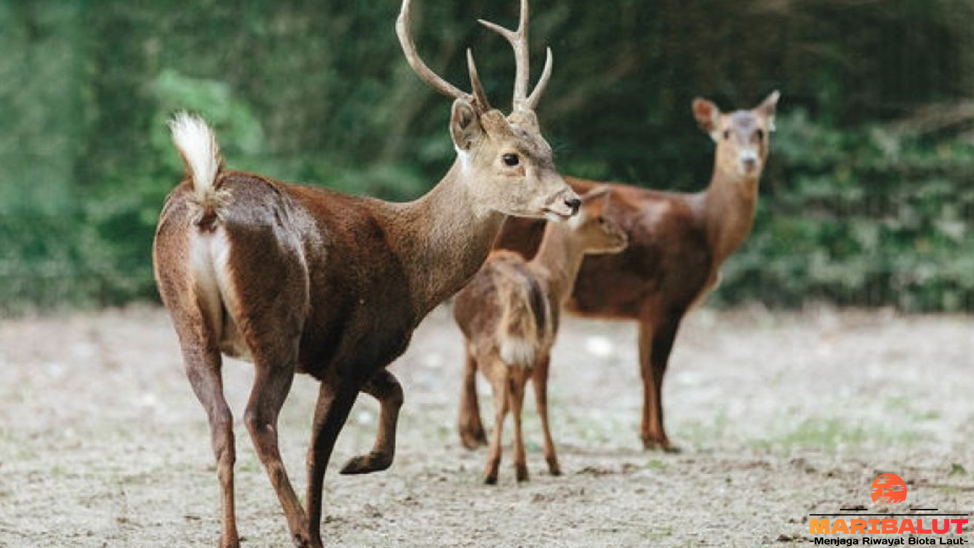 Pesona Rusa Bawean, Hewan Langka dengan Cerita Menarik