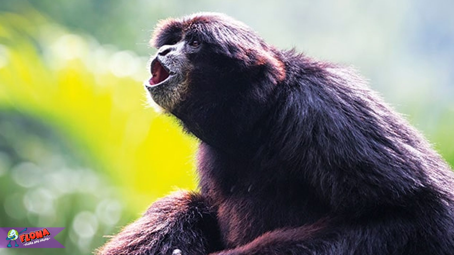 Siamang, Sang Pengisi Hutan dengan Lagu Alam yang Mendalam
