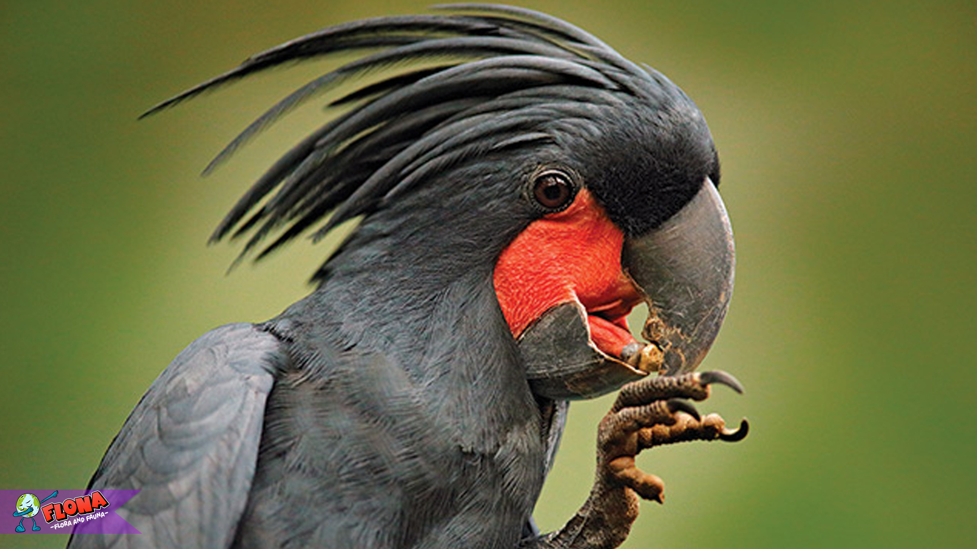 Kakaktua Hitam, Burung Eksotis yang Penuh Pesona dan Keunikan