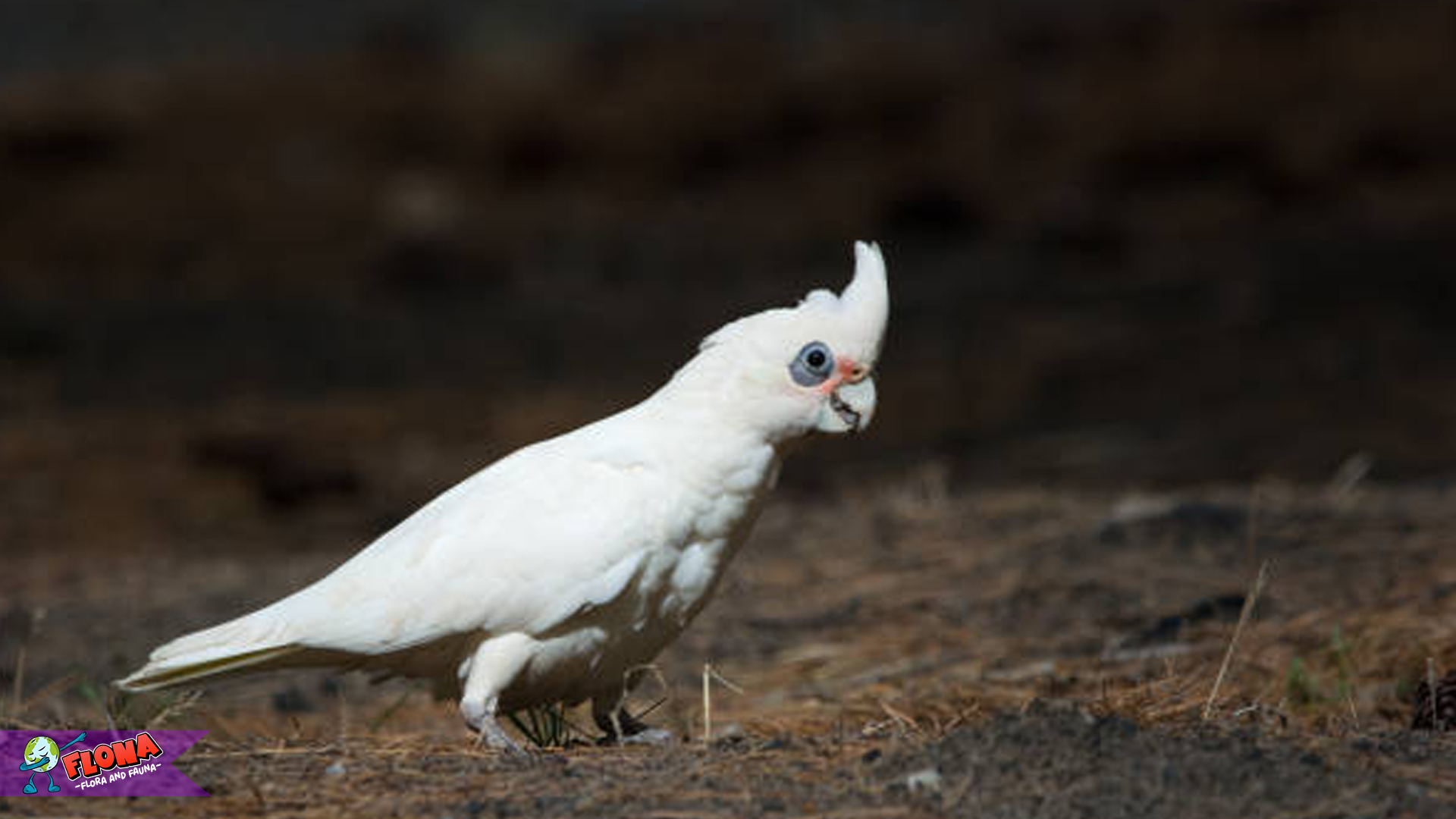 Kakatua Rawa: Si Burung Eksotis yang Hidup di Alam Basah